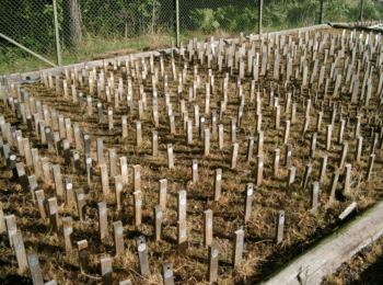 EN 599 – provning av träskyddsmedel och underlag för retentionskrav