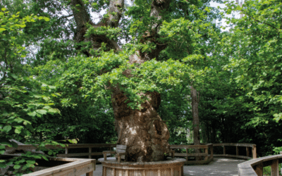 Färska nyheter från Svenska Träskyddsföreningen – april 2026